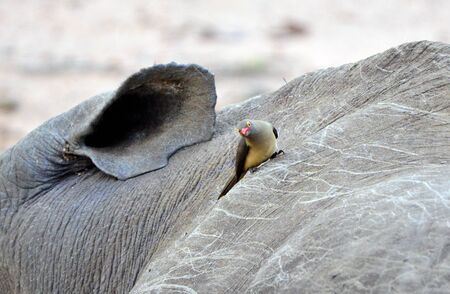 Hlane Royal National Park, Swaziland, maggot chopper on the white rhinocerosの写真素材