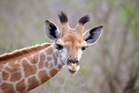 Hlane Royal National Park, Swaziland, giraffeの写真素材