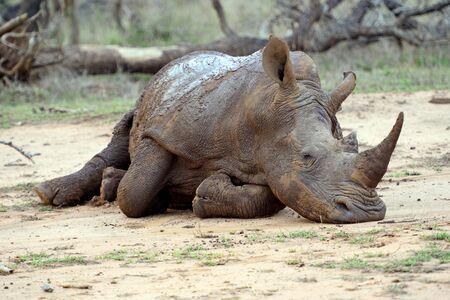 Hlane Royal National Park, Swaziland, white rhinoの写真素材