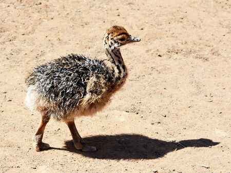 Little ostrich chick Oudtshoorn, South Africaの写真素材