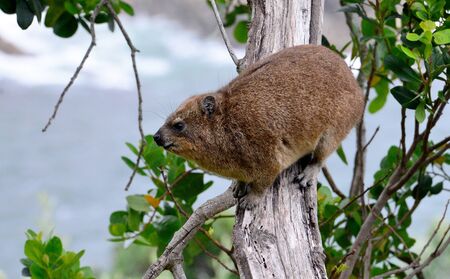 Rock Hyrax, Tsitsikamma National Parkの写真素材