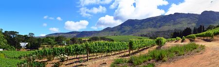 Wine growing in South Africaの写真素材