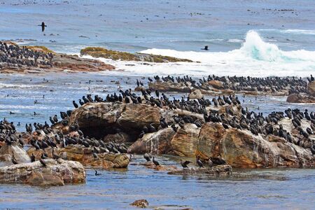 Cormorants at the Cape of Good Hopeの写真素材