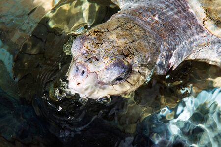 Sea turtle, Cayman Island