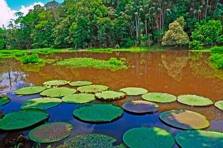 Vitoria regia, manaus, brazil
