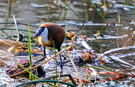 Blueberry Leaf Chicken foraging on the banks of the Kwando Riverの写真素材