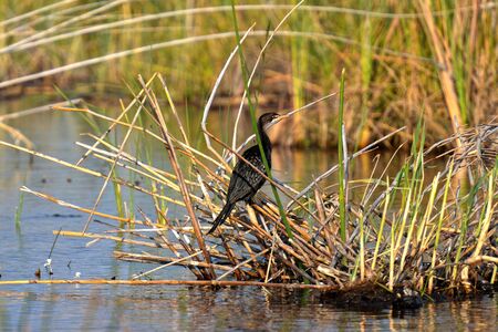 Reed cormorant on the banks of the Kwando River in Namibiaの写真素材