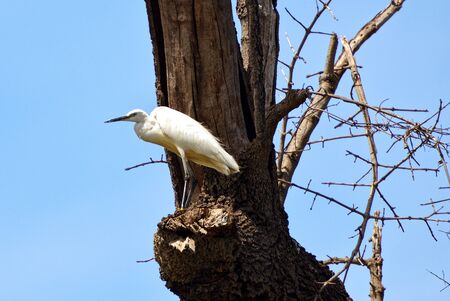 Great white heron on the Okavango riverbank in Botswanaの写真素材