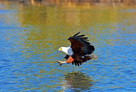 African African eagle preying over the Okavango River in Botswana