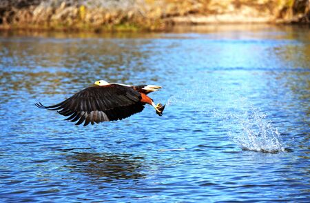 African African eagle preying over the Okavango River in Botswana