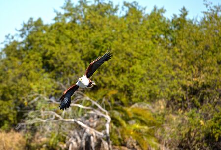African African eagle preying over the Okavango River in Botswana
