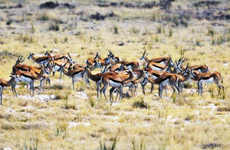 Springboks in the Etosha National Park in Namibia