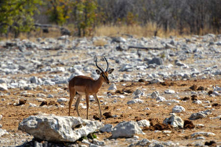 A male Impala antelope (Aepyceros melampus) in the Etosha National Park in Namibiaの写真素材