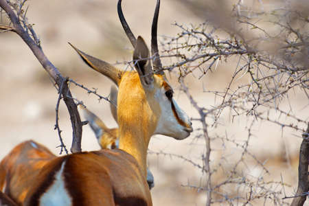 Springboks in the Etosha National Park in Namibia