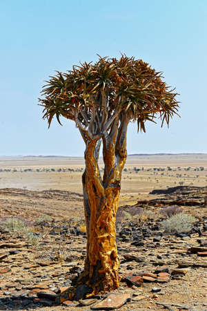 Quiver tree on the edge of the Namib-Naukluft National Park in Namibiaの写真素材