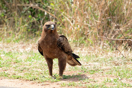 Wahlberg's eagle in Kruger National Park, South Africaの写真素材