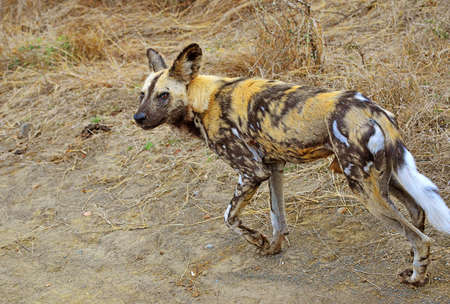 Wild dogs in the Kruger National Park in South Africaの写真素材