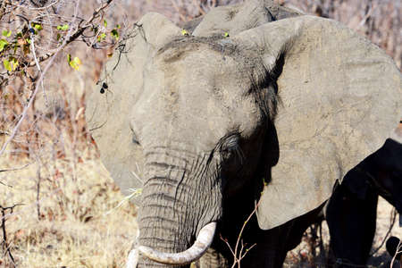 Close up of an elephant in the Kruger National Park in South Africaの写真素材