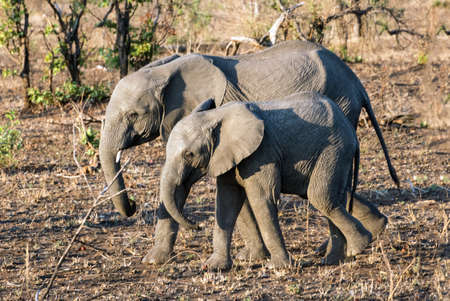Elephants in the Kruger National Park in South Africaの写真素材