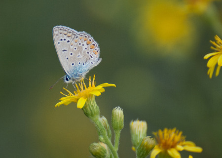 Butterflyの写真素材