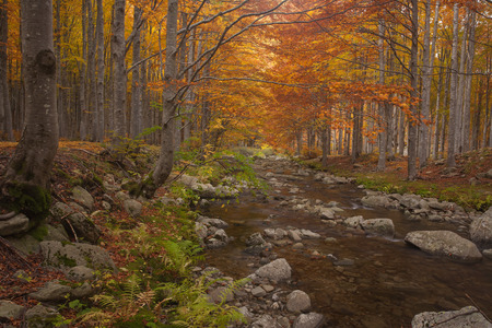 Forest of beech treesの写真素材