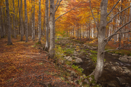 Forest of beech treesの写真素材