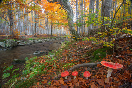 Mushroom of Biancaneveの写真素材
