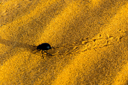 A cockroach path in the desertの写真素材
