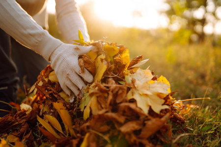 Close Up Of a male hand Raking Autumn Leaves In Garden. autumn garden works.の写真素材