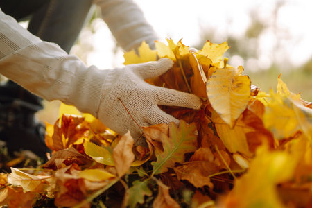 Close Up Of a male hand Raking Autumn Leaves In Garden. autumn garden works.の写真素材