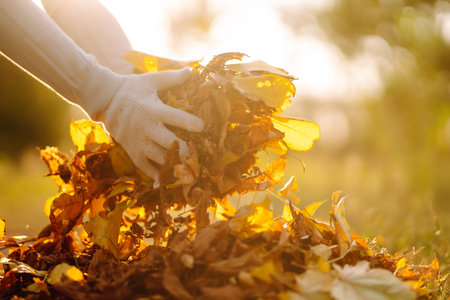Close Up Of a male hand Raking Autumn Leaves In Garden. autumn garden works.の写真素材