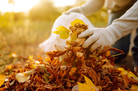 Close Up Of a male hand Raking Autumn Leaves In Garden. autumn garden works.の写真素材