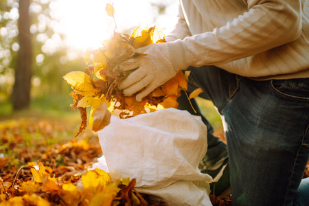 Close Up Of a male hand Raking Autumn Leaves In Garden. autumn garden works.の写真素材