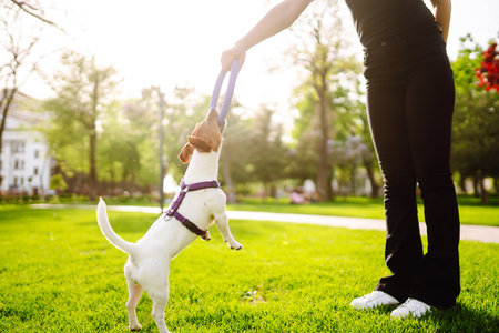 Happy active dog, jack russell playing in the park. domestic dog concept.の写真素材