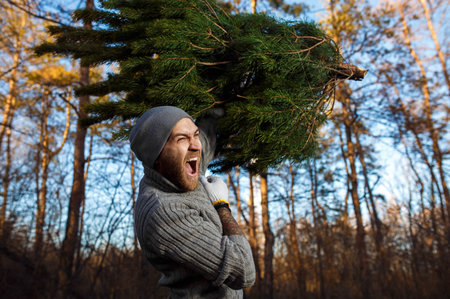 Young man is carrying christmas tree in the wood. men with a beard bears home a Christmas tree.の写真素材