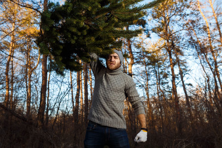 Young man is carrying christmas tree in the wood. men with a beard bears home a Christmas tree.