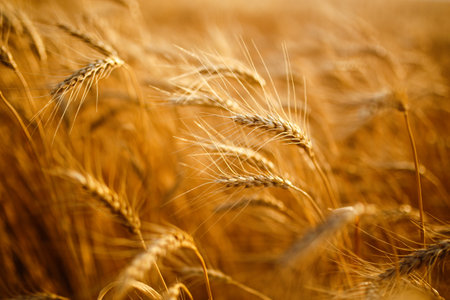 Amazing agriculture sunset landscape.Growth nature harvest. Wheat field natural product.の写真素材