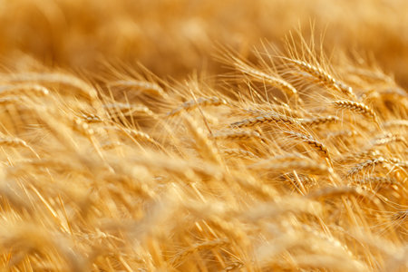 Amazing agriculture sunset landscape.Growth nature harvest. Wheat field natural product.の写真素材