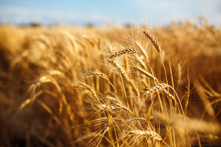 Amazing agriculture sunset landscape.Growth nature harvest. Wheat field natural product.の写真素材