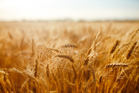 Amazing agriculture sunset landscape.Growth nature harvest. Wheat field natural product.の写真素材