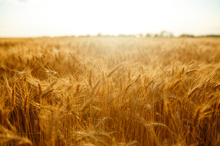 Amazing agriculture sunset landscape.Growth nature harvest. Wheat field natural product.の写真素材