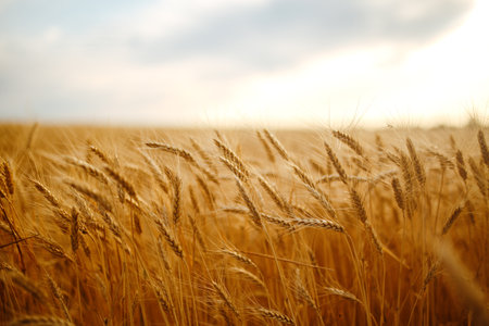 Amazing agriculture sunset landscape.Growth nature harvest. Wheat field natural product.の写真素材