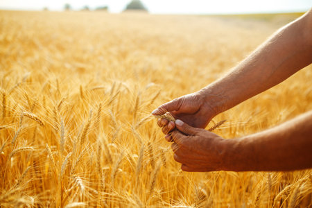 A Field Of Wheat Touched By The Hands Of Spikes In The Sunset Light. Wheat Sprouts In A Farmer's Hand.の写真素材