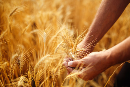 A Field Of Wheat Touched By The Hands Of Spikes In The Sunset Light. Wheat Sprouts In A Farmer's Hand.の写真素材