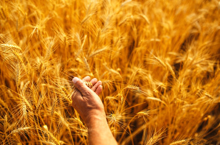 A Field Of Wheat Touched By The Hands Of Spikes In The Sunset Light. Wheat Sprouts In A Farmer's Hand.の写真素材