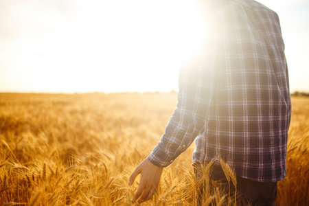 Farmer Checking Wheat Field Progress, Holding Phone and Using Internet . Idea Of A Rich Harvest