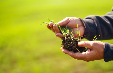 Young Green wheat seedlings in the hands of a farmer. Agronomist checks and explores sprouts of rye.の写真素材