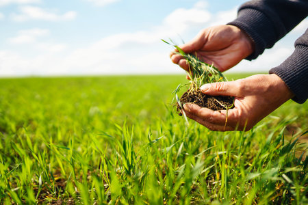Young Green wheat seedlings in the hands of a farmer. Agronomist checks and explores sprouts of rye.