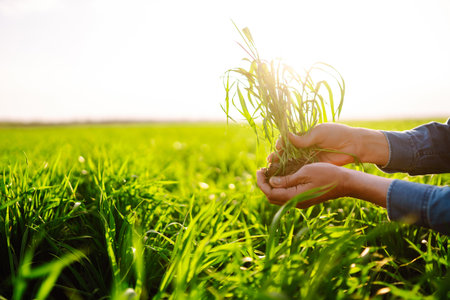 Macro close up of fresh young ears of young green wheat in spring summer field. . agriculture scene