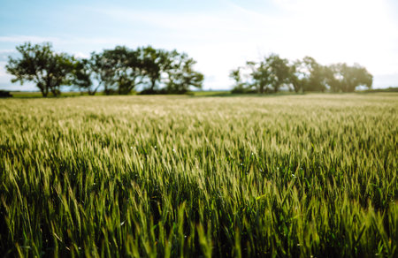 Green wheat field. Ripening ears of wheat field. sunset light. nice summer dayの写真素材